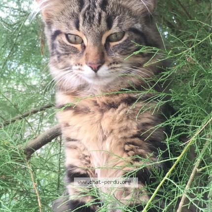 Foto 2/3 MINA Chat perdido en Taverny