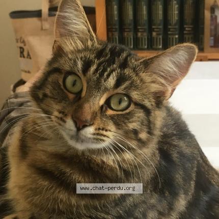 Foto 3/3 MINA Chat perdido en Taverny