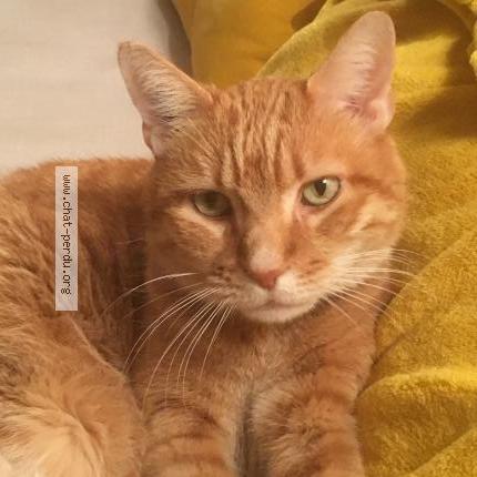 Foto 1/1 Bingo Chat perdido en Maison dieu