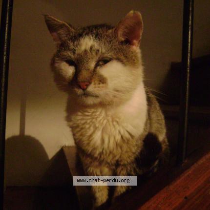 Foto 1/1 Modz Chat perdido en Magnat l etrange