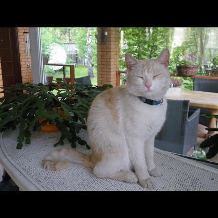 Foto 1/1 MICHOKO Chat perdido en Jeumont