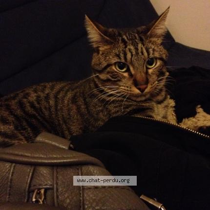 Foto 1/1 Tigrou Chat perdido en Monchy humieres