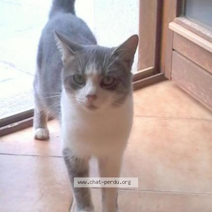 Foto 1/1 TINOU Chat perdido en Passy grigny