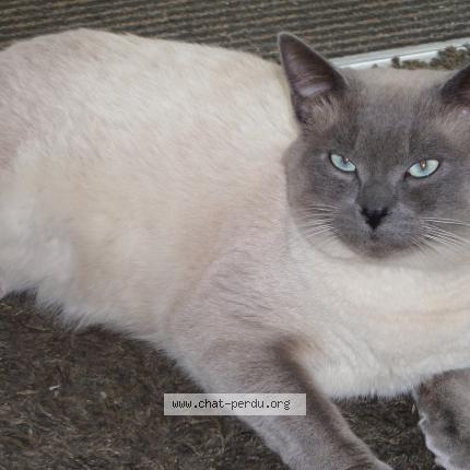 Foto 1/1 Gluglu Chat perdido en Pont pean