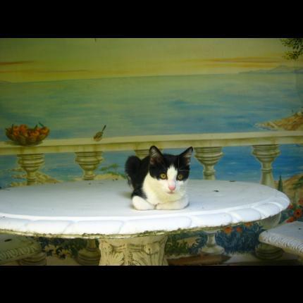 Foto 1/1 Kira Chat perdido en Nice