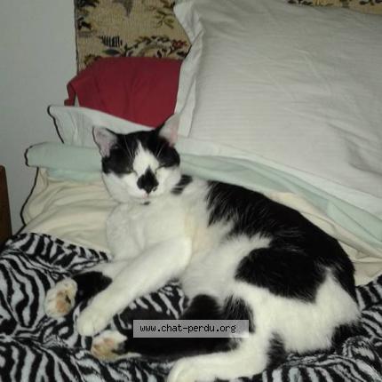 Foto 1/1 Popeye Chat perdido en La baroche sous luce