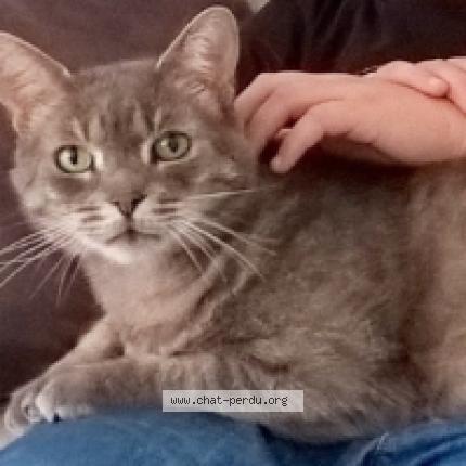 Foto 1/1 SONY Chat perdido en Saclay