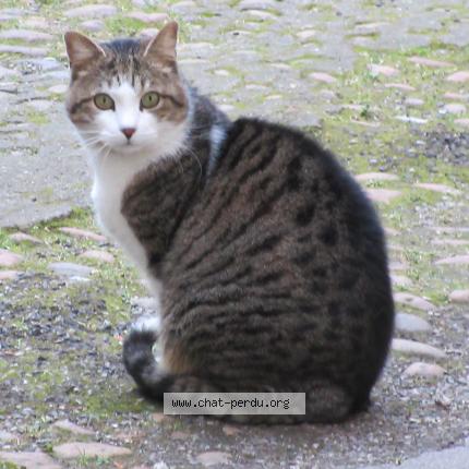 Foto 1/1 SHOUPI Chat perdido en Lyon