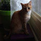 Foto del gato perdido en Saint Orens De Gameville