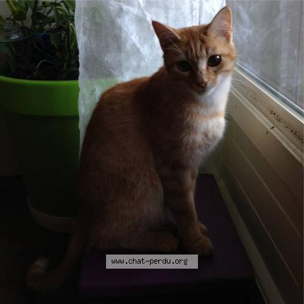 Foto 1/1 MINDY Chat perdido en Saint orens de gameville