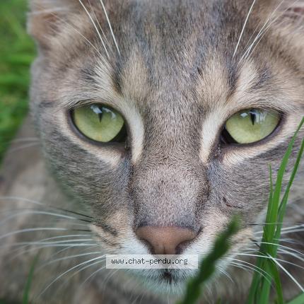 Foto 2/4 Woody Chat perdido en Le port marly