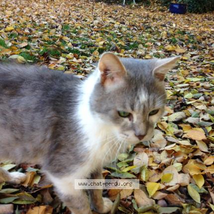 Foto 1/1 teddy Chat perdido en Sacy le petit