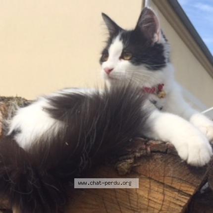 Foto 1/1 MYA Chat perdido en Saint fargeau ponthierry