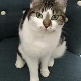 Foto del gato perdido en Barbizon