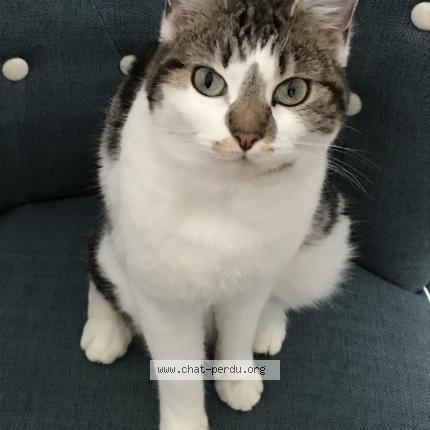 Foto 1/1 CL&Eacute;O Chat perdido en Barbizon