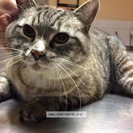 Foto 1/1 Gato encontrado Encontrado en Coulogne calais