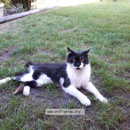 Foto 1/1 Bali Chat perdido en Carcans