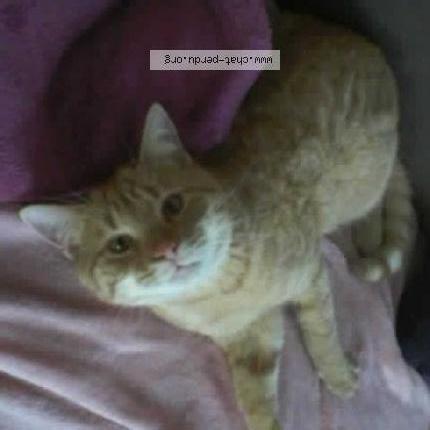 Foto 1/3 Simba Chat perdido en Wiltz