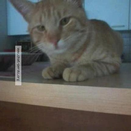 Foto 2/3 Simba Chat perdido en Wiltz