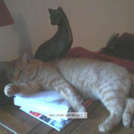 Foto 3/3 Simba Chat perdido en Wiltz