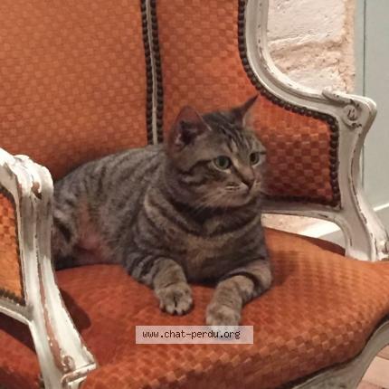 Foto 1/1 Jinger Chat perdido en Bordeaux