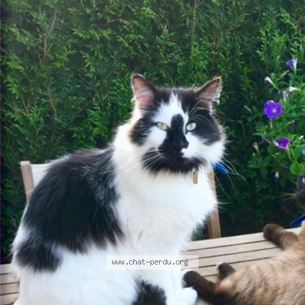 Foto 1/1 Oreo Chat perdido en Saint sauveur