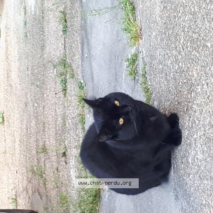 Foto 1/1 Pépita Chat perdido en Noisy le grand