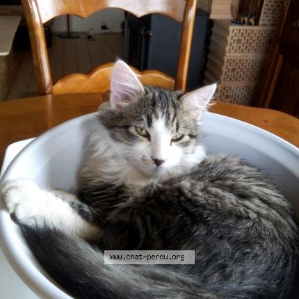 Foto 1/1 Cochon Chat perdido en Marsolan