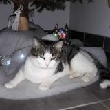 Foto del gato perdido en Payns