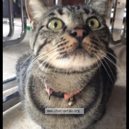 Foto 1/1 Caïpi Chat perdido en Gien