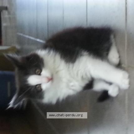 Foto 1/1 Gibs Chat perdido en Toulouse