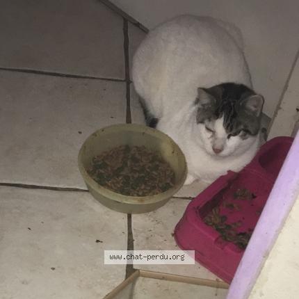 Foto 1/1 Maki Chat perdido en Sauveterre saint denis