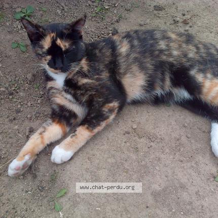 Foto 1/1 JAZZY Chat perdido en Brech