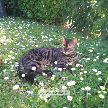 Foto 1/1 Milo Chat perdido en Ambares et lagrave