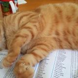 Foto del gato perdido en Thonon Les Bains