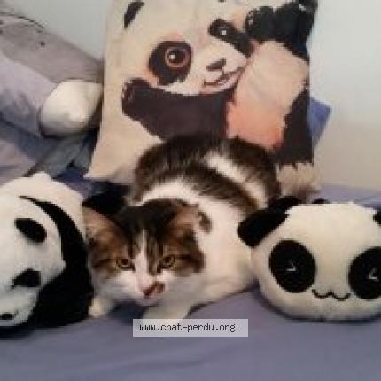 Foto 1/1 Django Chat perdido en Ermont