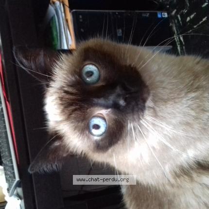 Foto 1/1 Baguera Chat perdido en Rosny seine