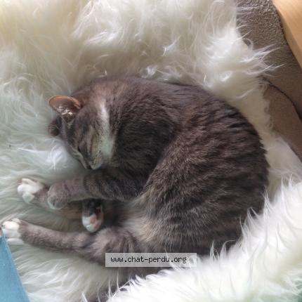 Foto 1/1 Gretchen Chat perdido en Libourne