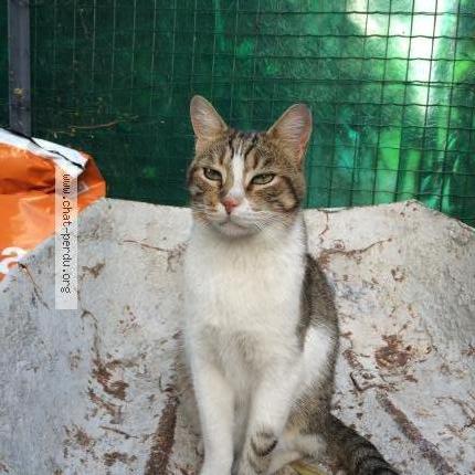 Foto 1/1 Petit chat Chat perdido en Marseille