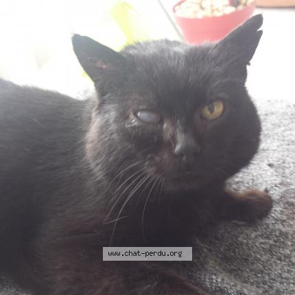 Foto 1/1 Newton Chat perdido en St symphorien sur coise