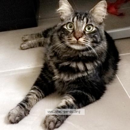 Foto 1/1 Samba Chat perdido en Belcodene