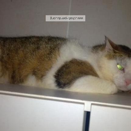 Foto 1/1 Gato encontrado Encontrado en Drace