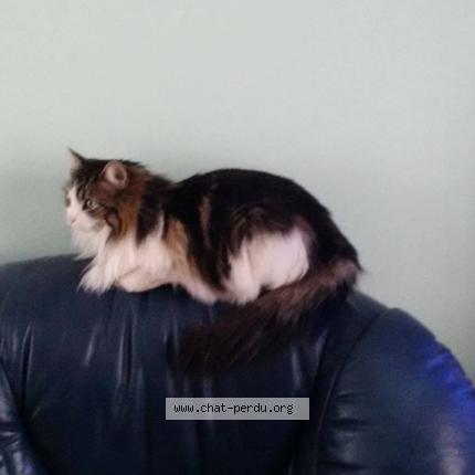 Foto 1/1 Câline Chat perdido en Champigny sur marne