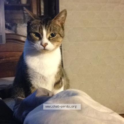 Foto 1/1 Tika Chat perdido en Champlan