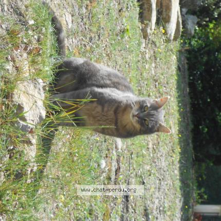 Foto 1/1 Tanguy Chat perdido en Grignan