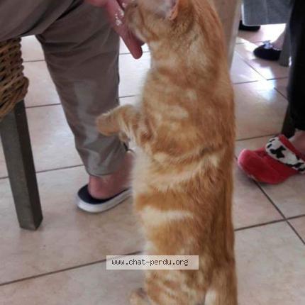 Foto 1/1 Nesquik Chat perdido en Grignan