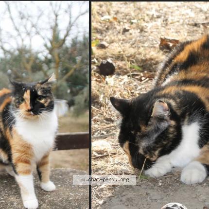 Foto 1/1 choups Chat perdido en Lancon de provence