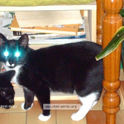 Foto 1/1 CHAMALO Chat perdido en Cambronne les ribecourt