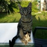 Foto del gato perdido en Bussieres