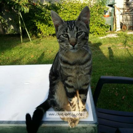 Foto 1/1 Titi Chat perdido en Bussieres